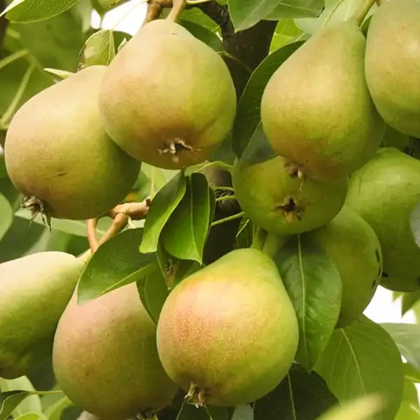 Pyrus communis 'Williams' - Vilmos körte K10 extra