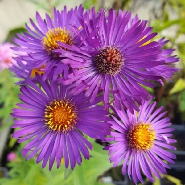 Aster novae-angliae Violetta Cs14