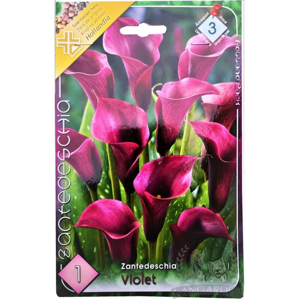 Kála Zantedeschia Violet 1db/cs