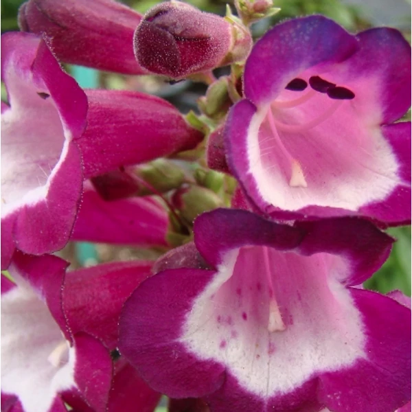 Penstemon hartwegii Phoenix Violet - Bugatölcsér CS14