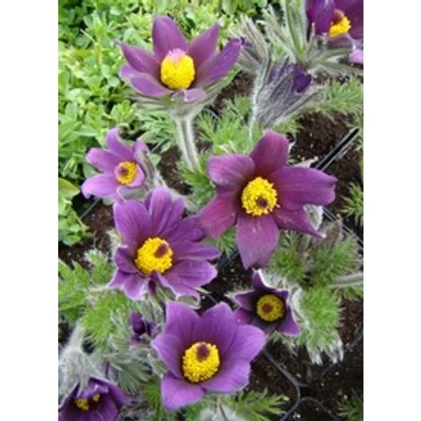 Pulsatilla vulgaris Pinwheel Blue Violet- Bordó nyugati kökörcsin