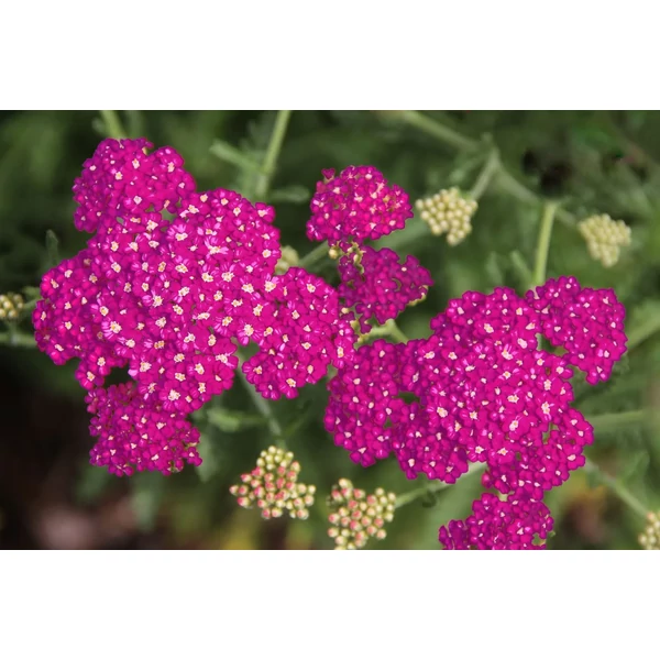 Achillea millefolium New Vintage Violet - Cickafark Cs14