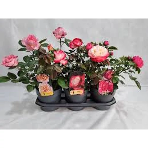 Rosa mix - Bokorrózsa színkeverék 