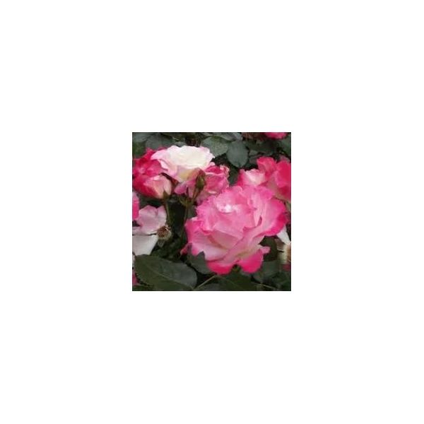 Rosa mix - parkrózsa színkeverék K3 20/40