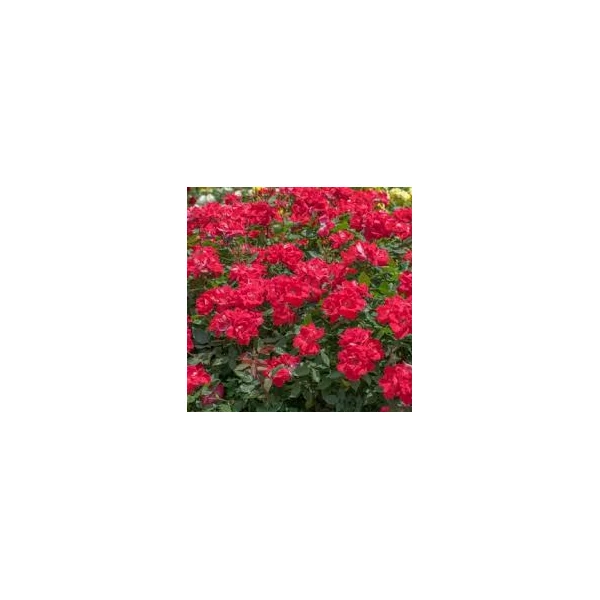 Rosa mix Extra - Bokorrózsa EXTRA K3 20/40