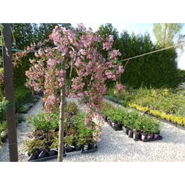 Malus 'Fontana' MT – Díszalma csüngő K15 MT120