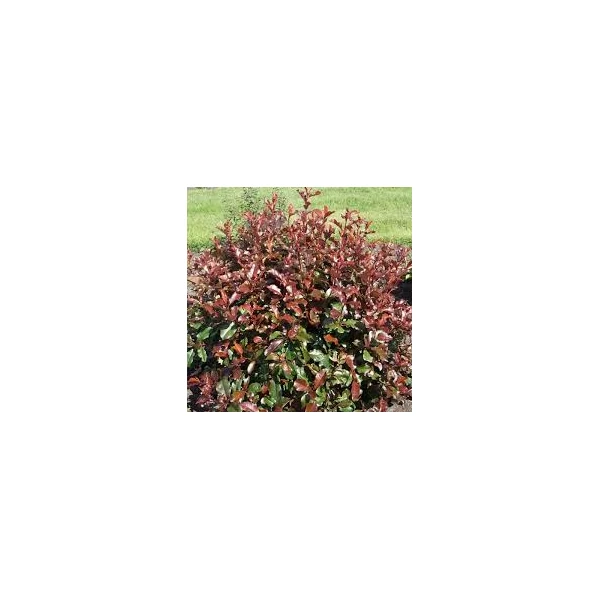Photinia x fraseri 'Magical Volcano' - Korallberkenye  K2 30-40