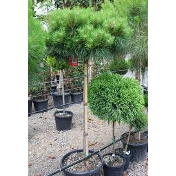 Pinus nigra 'Brepo' - Törpe feketefenyő  1/2 standard C55 80-100