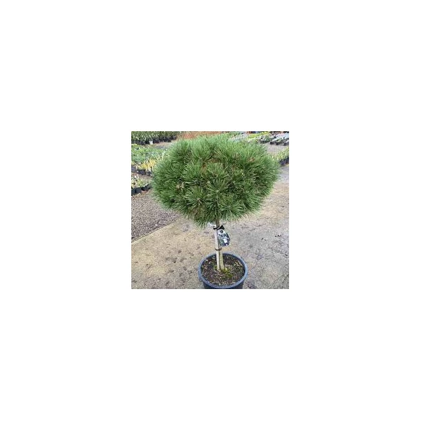 Pinus nigra 'Brepo' - Törpe feketefenyő 1/4 F C35 50-55