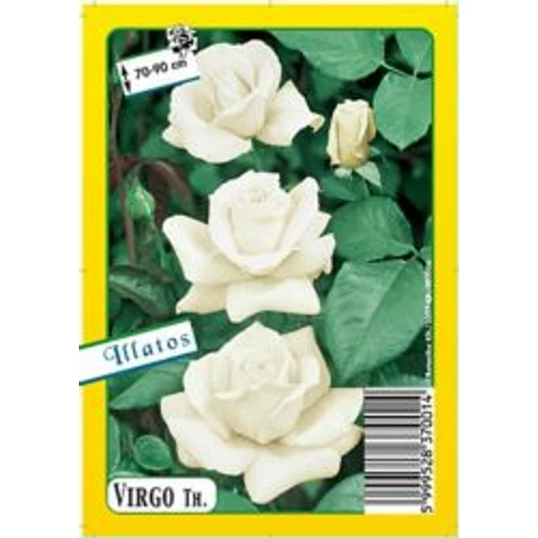 Rózsa Teahibrid fehér Virgo