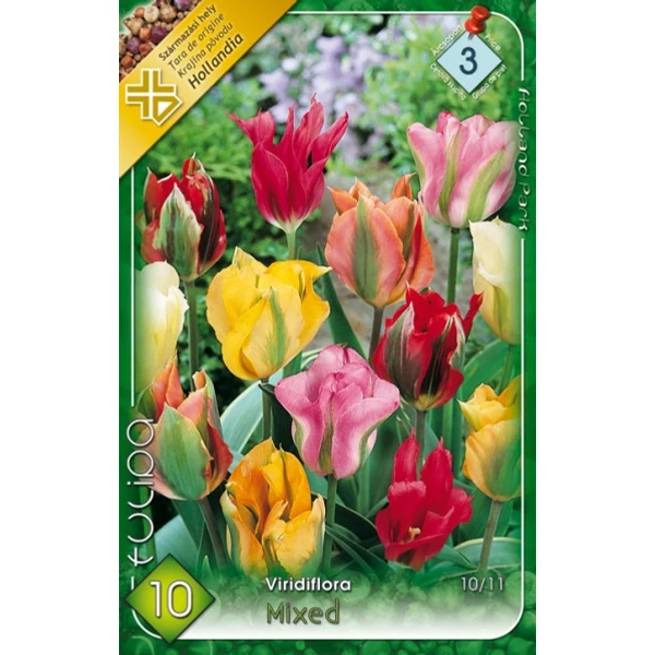 Tulipán virághagyma 10-db-os Viridiflora mix