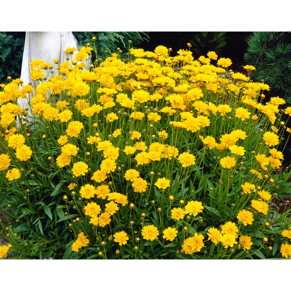 Coreopsis Early Sunrise Menyecskeszem