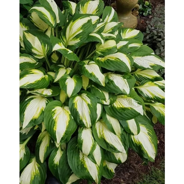 Hosta 'Vulcan' – Árnyékliliom Cs14