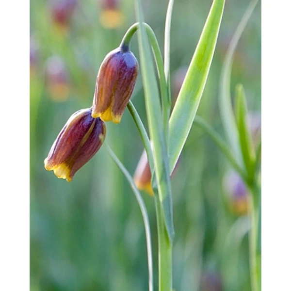 Jub fritillaria uva-vulpis  - Asszír kockásliliom  15 db/cs Jub fritillaria uva-vulpis  - Asszír kockásliliom  15 db/cs
