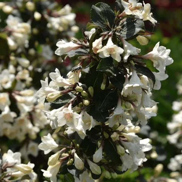 Weigela 'Ebony and Ivory' ('Velda') - Rózsalonc fehér virágú 40-60 C4,5