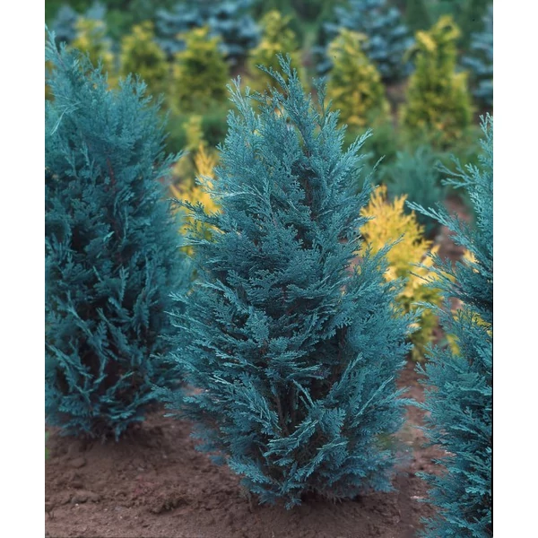 Chamaecyparis lawsoniana 'Van Pelt's Blue' - Kék oregoni hamisciprus  125/150