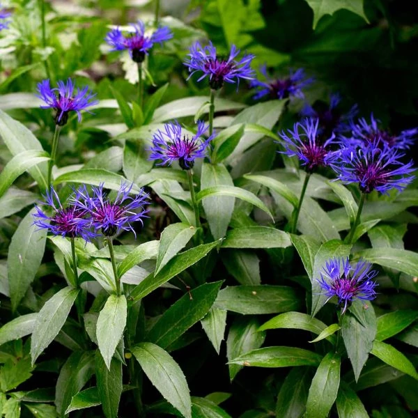 Centaurea montana  Hegyi imola