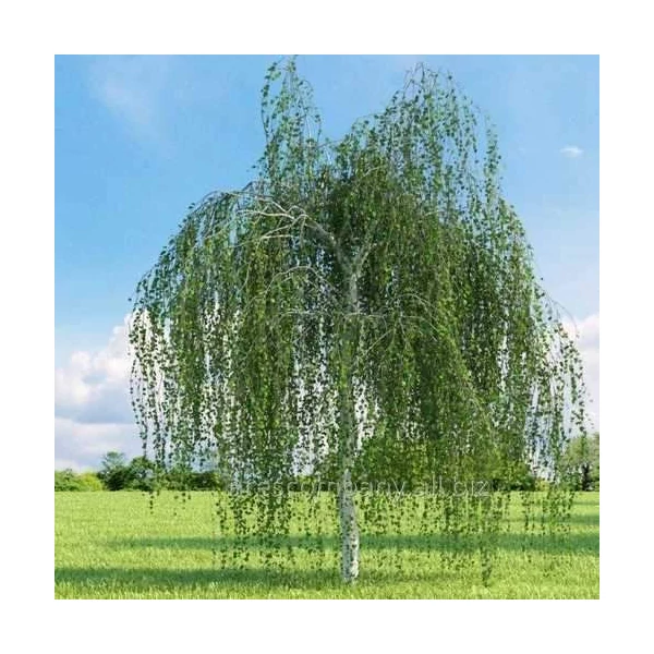 Betula utilis 'Long Trunk' Himalájai csüngő nyírfa K25 T160