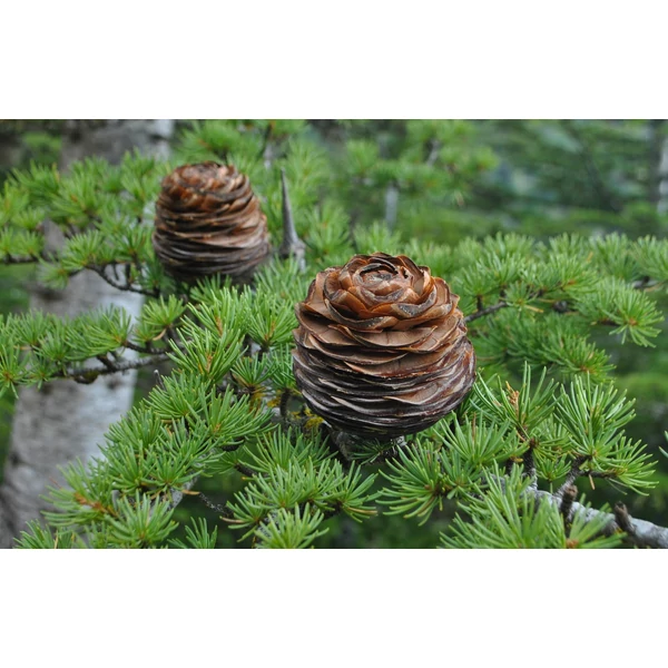 Cedrus libani - Libanoni Cédrus K35/40 225 