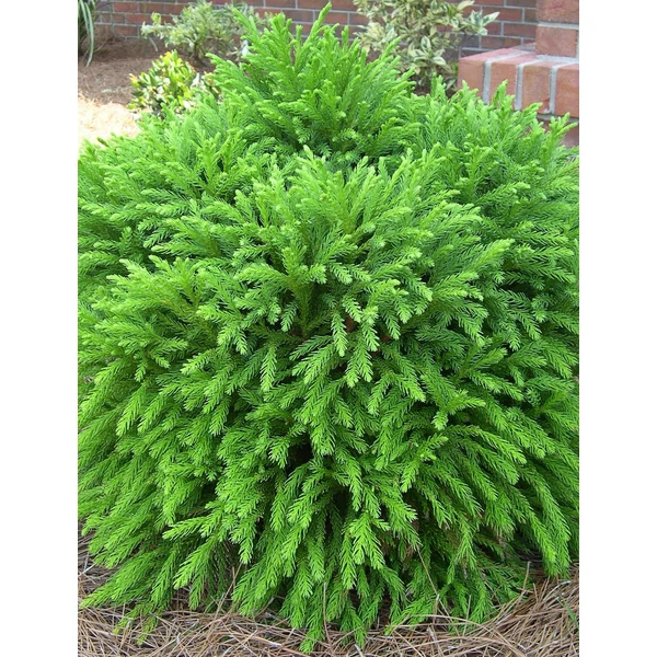 Cryptomeria japonica Globosa Nana - Szugifenyő, japánciprus 