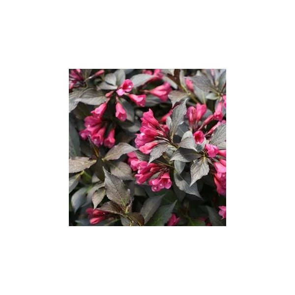 Weigela florida 'Wine Roses '- Kínai rózsalonc K2 20-60