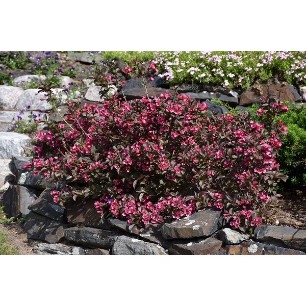 Weigela florida 'Tango'- Kínai rózsalonc K2-3 20-60