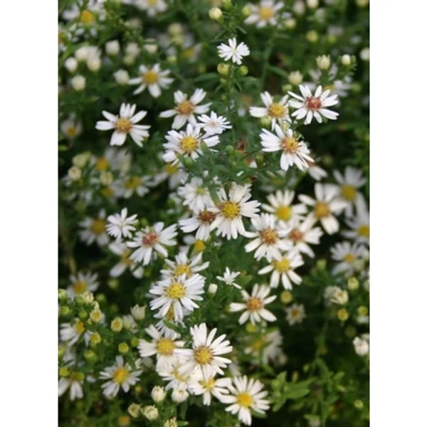 Aster ericoides Weisser Zwerg Tűlevelű őszirózsa CS9