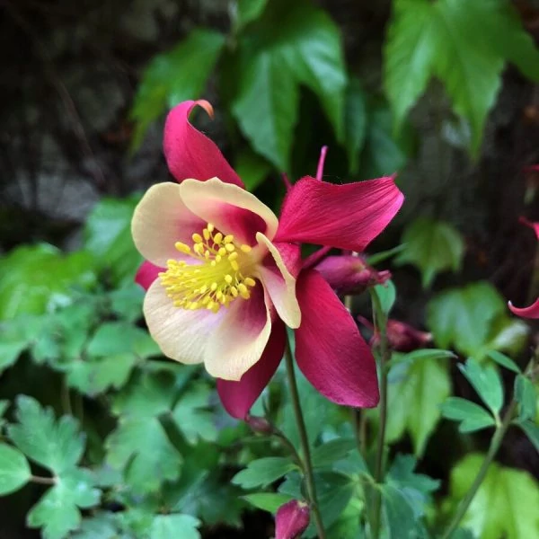 Aquilegia caerulea Kirigami Red and White- Kerti harangláb Cs17
