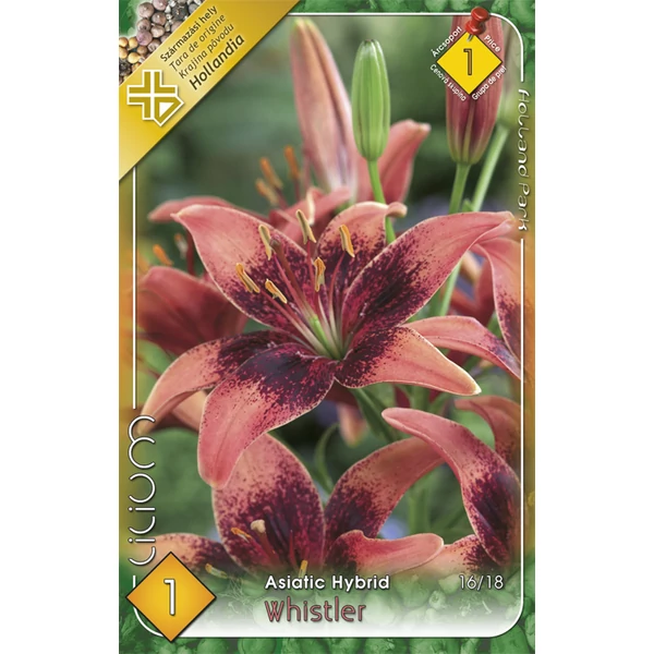 Liliom  Asiatic   Whistler 1-db-os