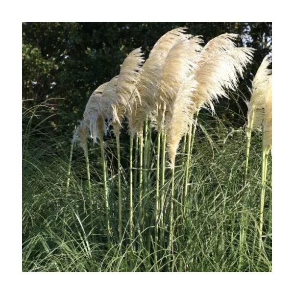 Cortaderia White Mistral - Fehér pampafű 10l