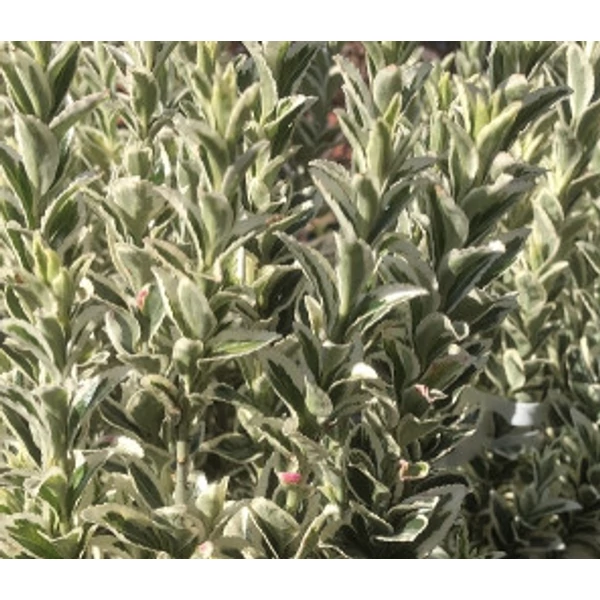 Euonymus White Spire - Tarkalevelű kecskerágó K2 20+