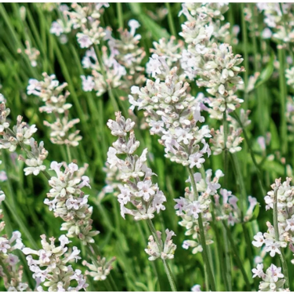 Lavandula angustifolia White Summer CS14