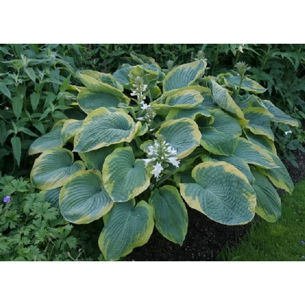 Hosta sieboldiana Frances - Árnyliliom