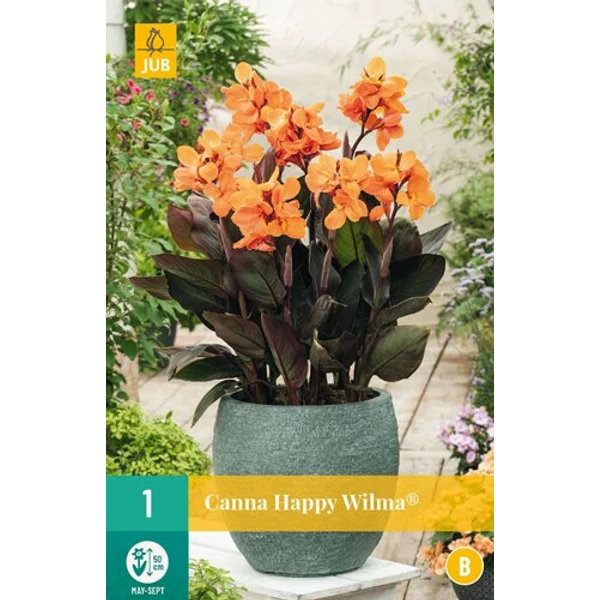 Jub Holland Canna virág Happy Wilma 1-db