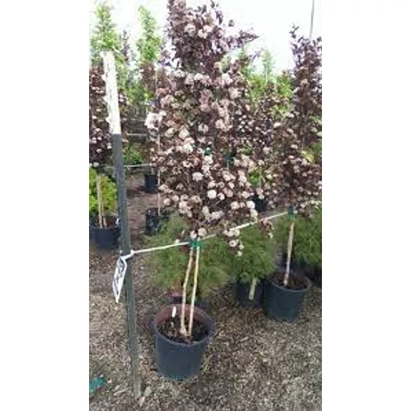 Physocarpus opulifolius 'Summer Wine' – Bangitalevelű hólyagvessző K10,5 T80