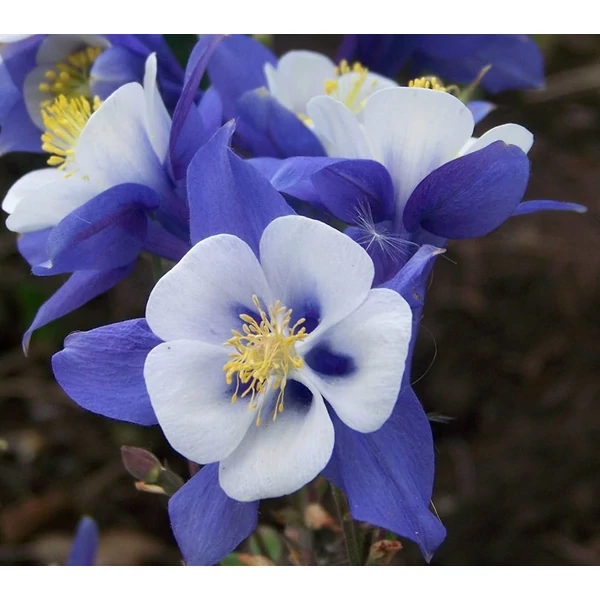 Aquilegia vulgaris 'Winky Blue White' - Kerti harangláb CS9