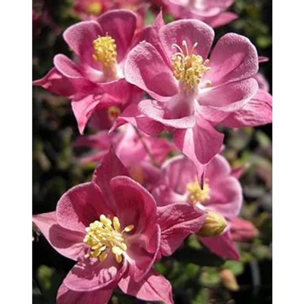 Aquilegia vulgaris Winky Rose Rose - Kerti harangláb CS9