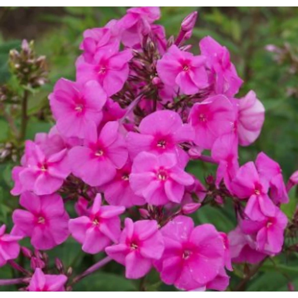 Phlox amplifolia Winnetou - Nagylevelű lángvirág D14