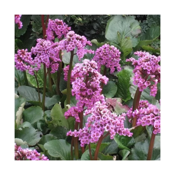 Bergenia - Winterglöd Bőrlevél CS9