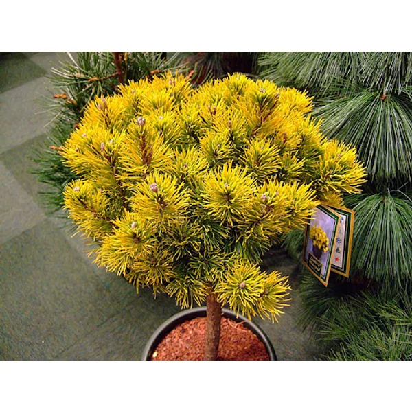 Pinus mugo 'Wintergold' – Aranysárga havasi törpefenyő K4,5 60/70 TM40