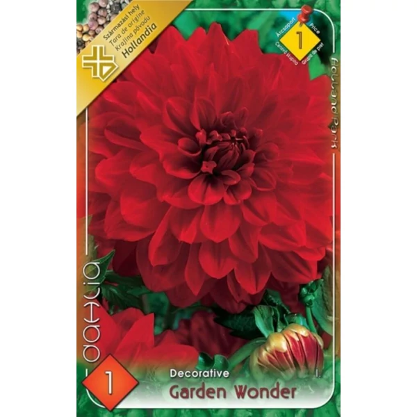 Dália gumó Garden Wonder 1-db