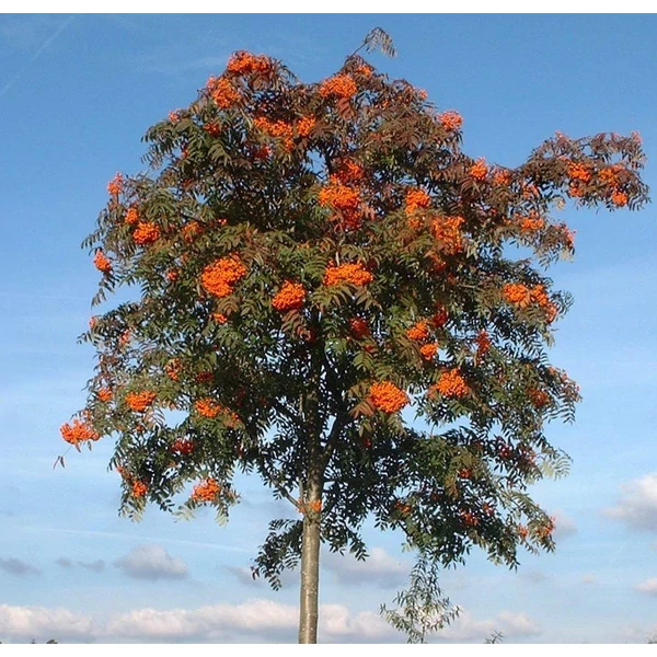 Sorbus arnoldiana 'Golden Wonder' -Berkenye 250/300 Drótlabdás