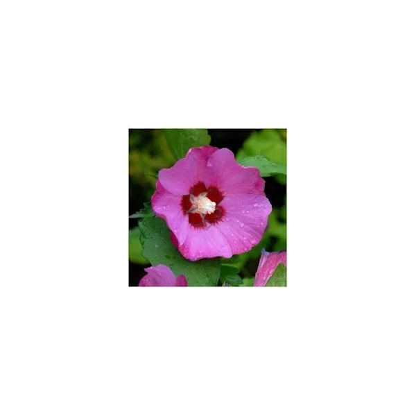Hibiscus syriacus 'Woodbridge' - Sötét rózsaszín virágú törzses mályvacserje K10,5 T60
