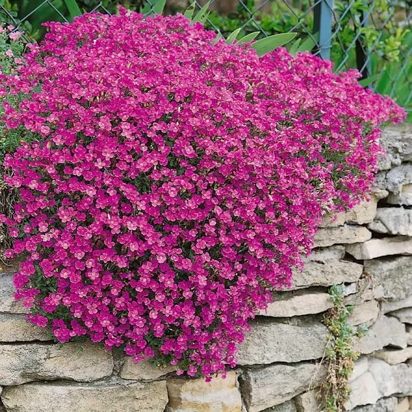 Aubrieta Audrey Red - Pázsitviola világos lila