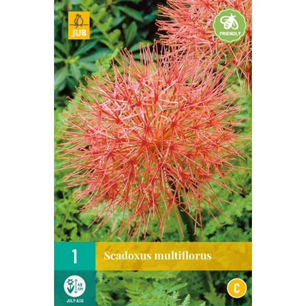 Jub Scadoxus multiflorus Vérvirág 1 db