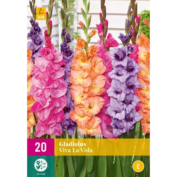 Jub Gladiolus Viva la vida -  kardvirág mix 20 db