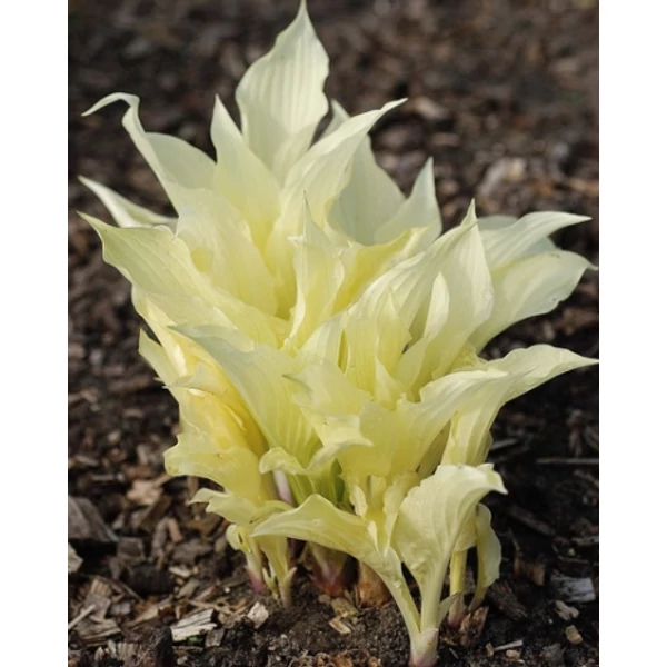 Jub Hosta white feather- Árnyékliliom 1 db