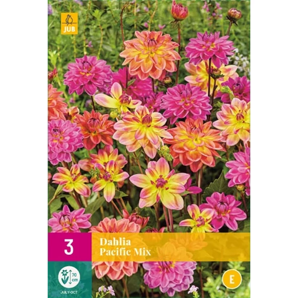 Jub Dahlia Pacific mix -  dália mix 3 db XXL pack