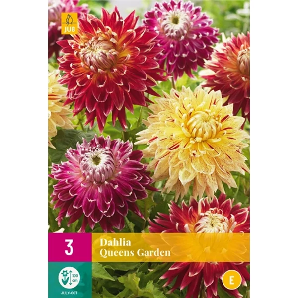 Jub Dahlia Queens Garden -  dália mix 3 db XXL pack