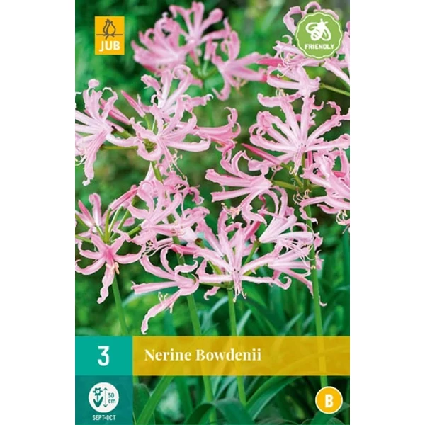 Jub Nerine Bowdenii Csillogó liliom 3 db